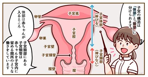 陣痛 位置|Q2. お産のときはどこが痛いのですか？どのくらい痛いのです。